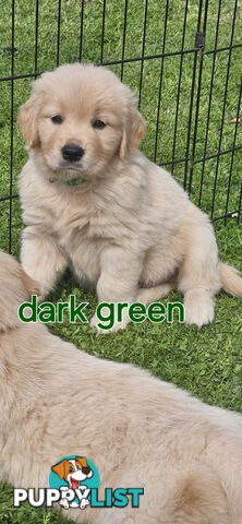 Golden Retriever Puppys Pedigree