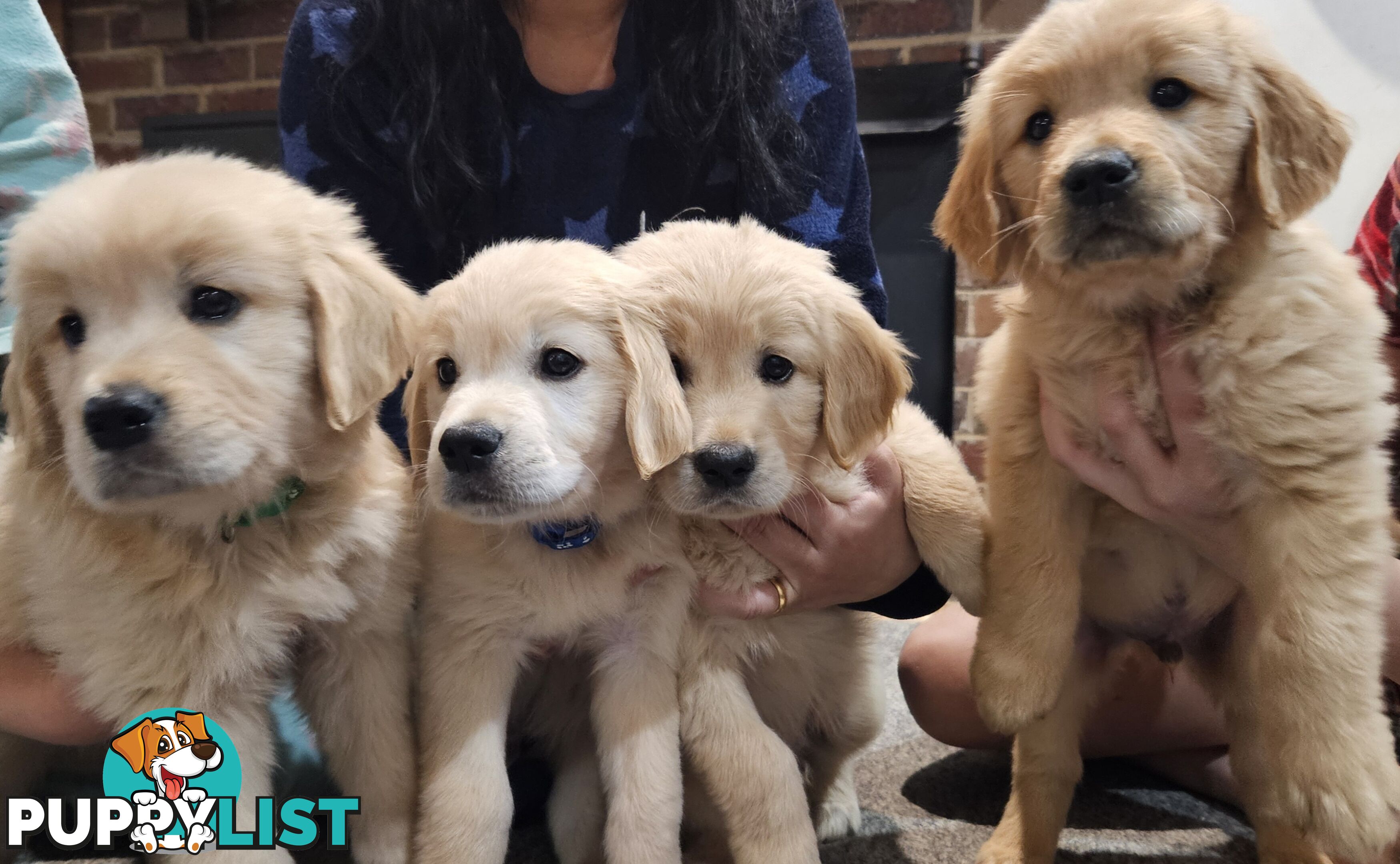 Golden Retriever Puppys Pedigree