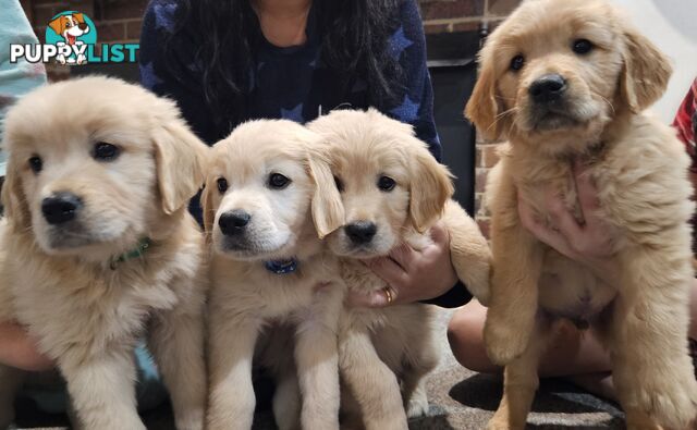 Golden Retriever Puppys Pedigree