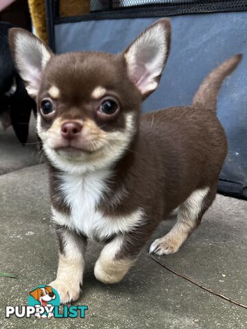 Eight week old puppies Chihuahua