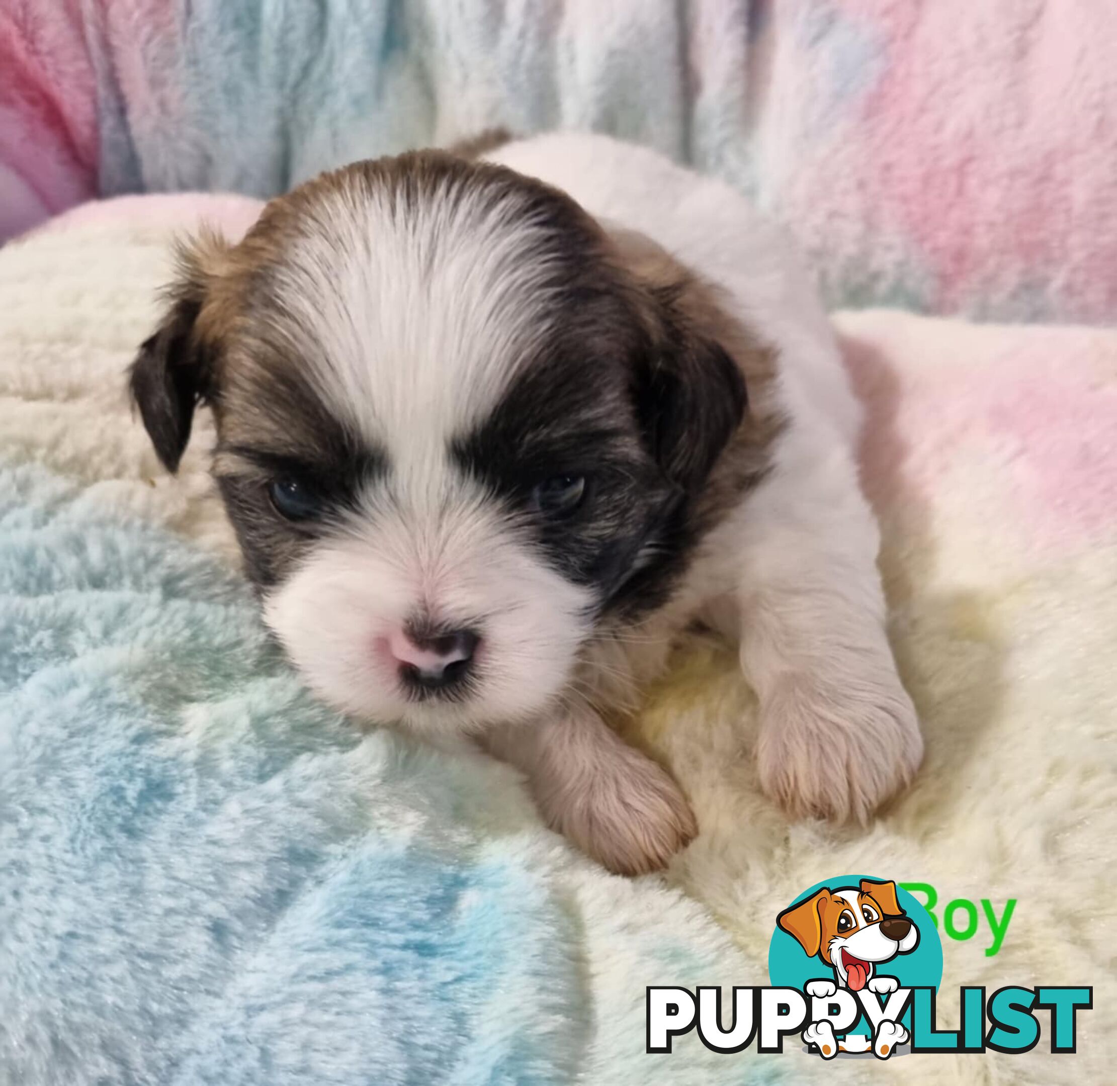 Maltese x Shih Tzu Puppies