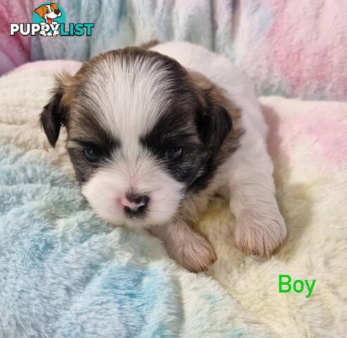 Maltese x Shih Tzu Puppies