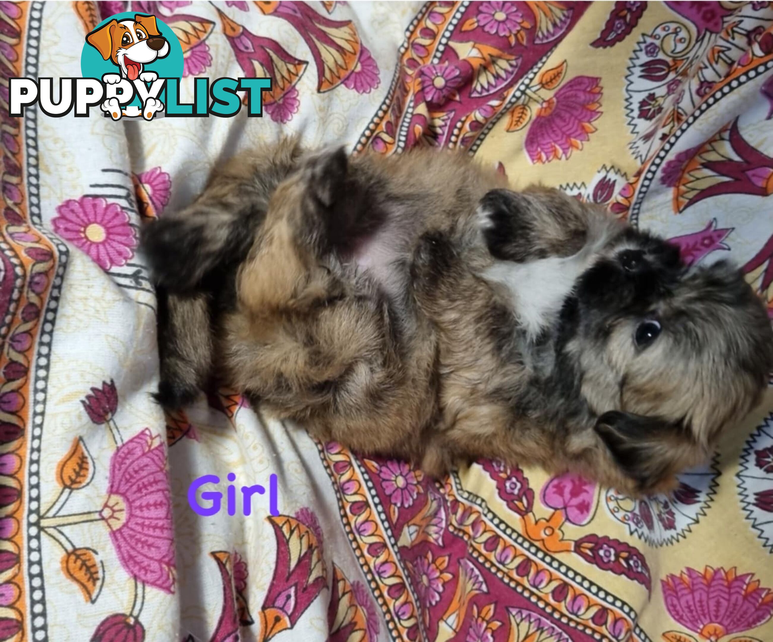 Maltese x Shih Tzu Puppies