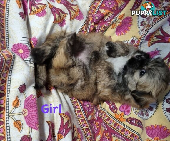 Maltese x Shih Tzu Puppies