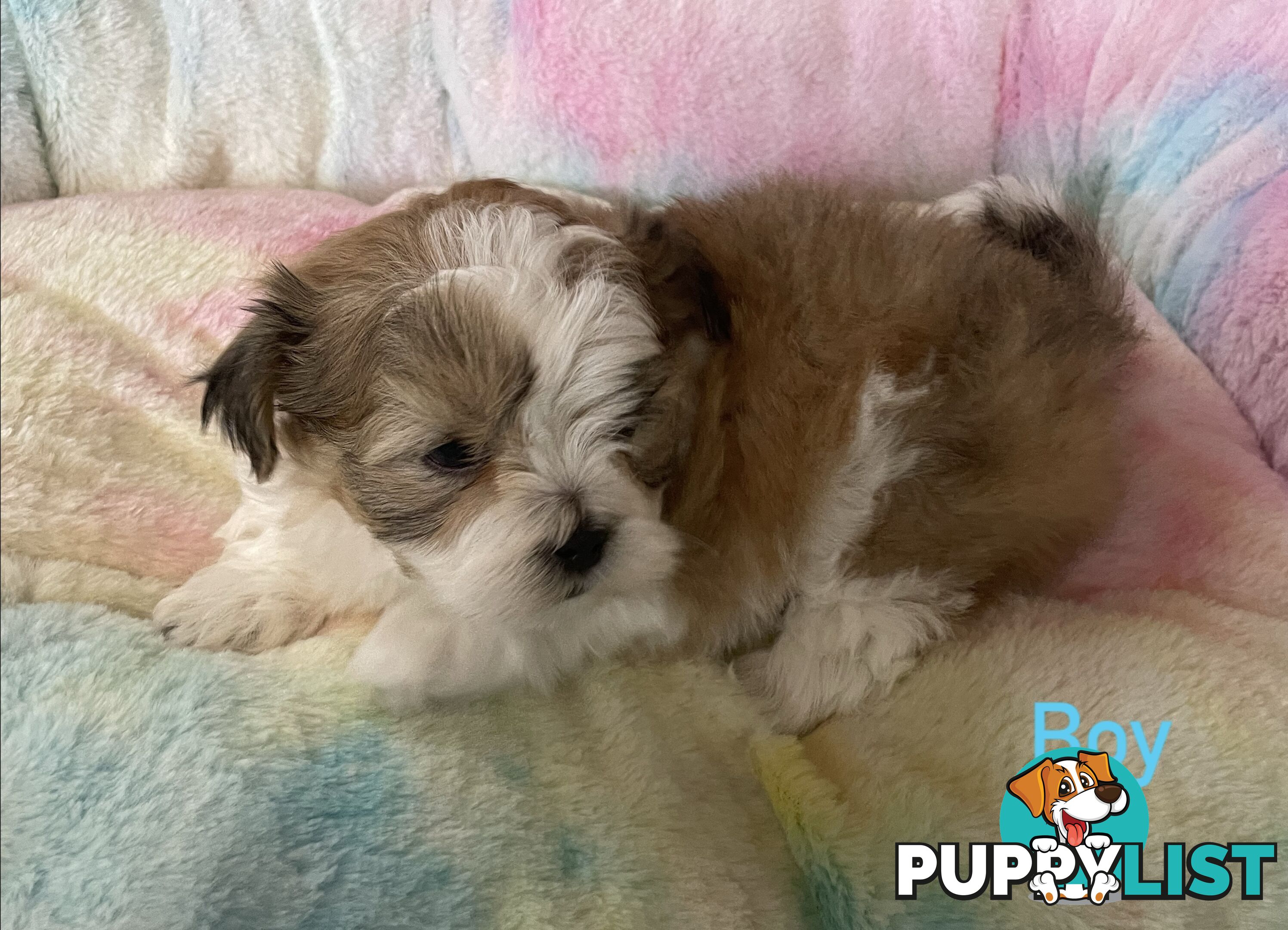 Maltese x Shih Tzu Puppies