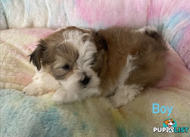 Maltese x Shih Tzu Puppies