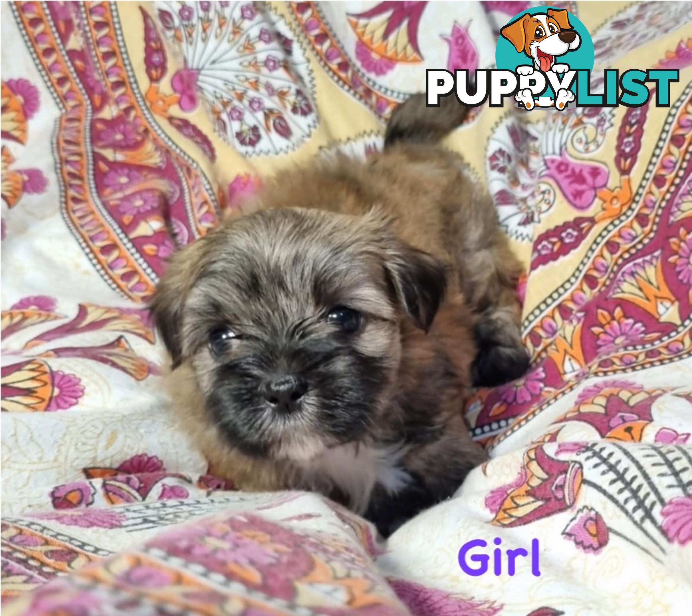 Maltese x Shih Tzu Puppies