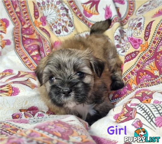 Maltese x Shih Tzu Puppies