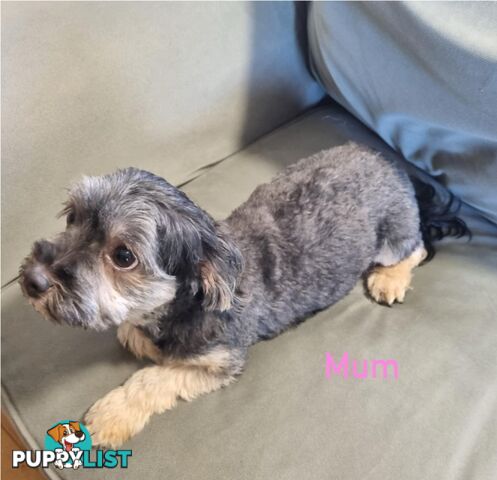 Maltese x Shih Tzu Puppies
