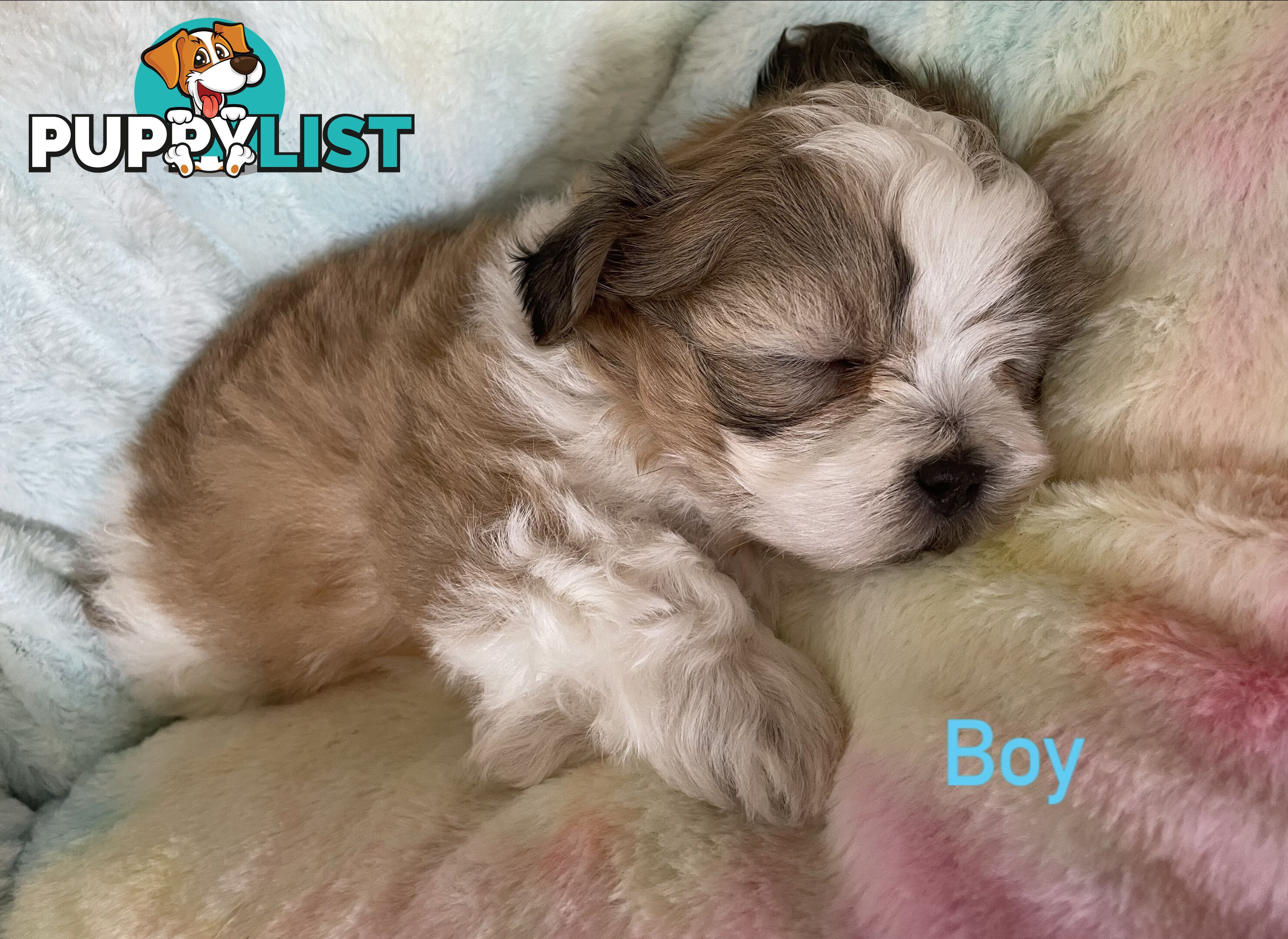 Maltese x Shih Tzu Puppies