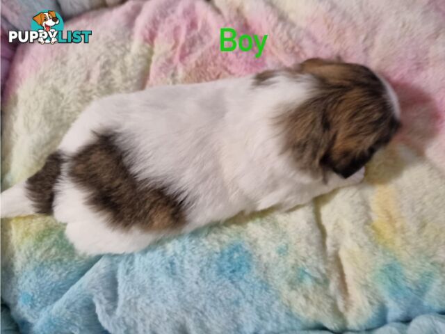 Maltese x Shih Tzu Puppies