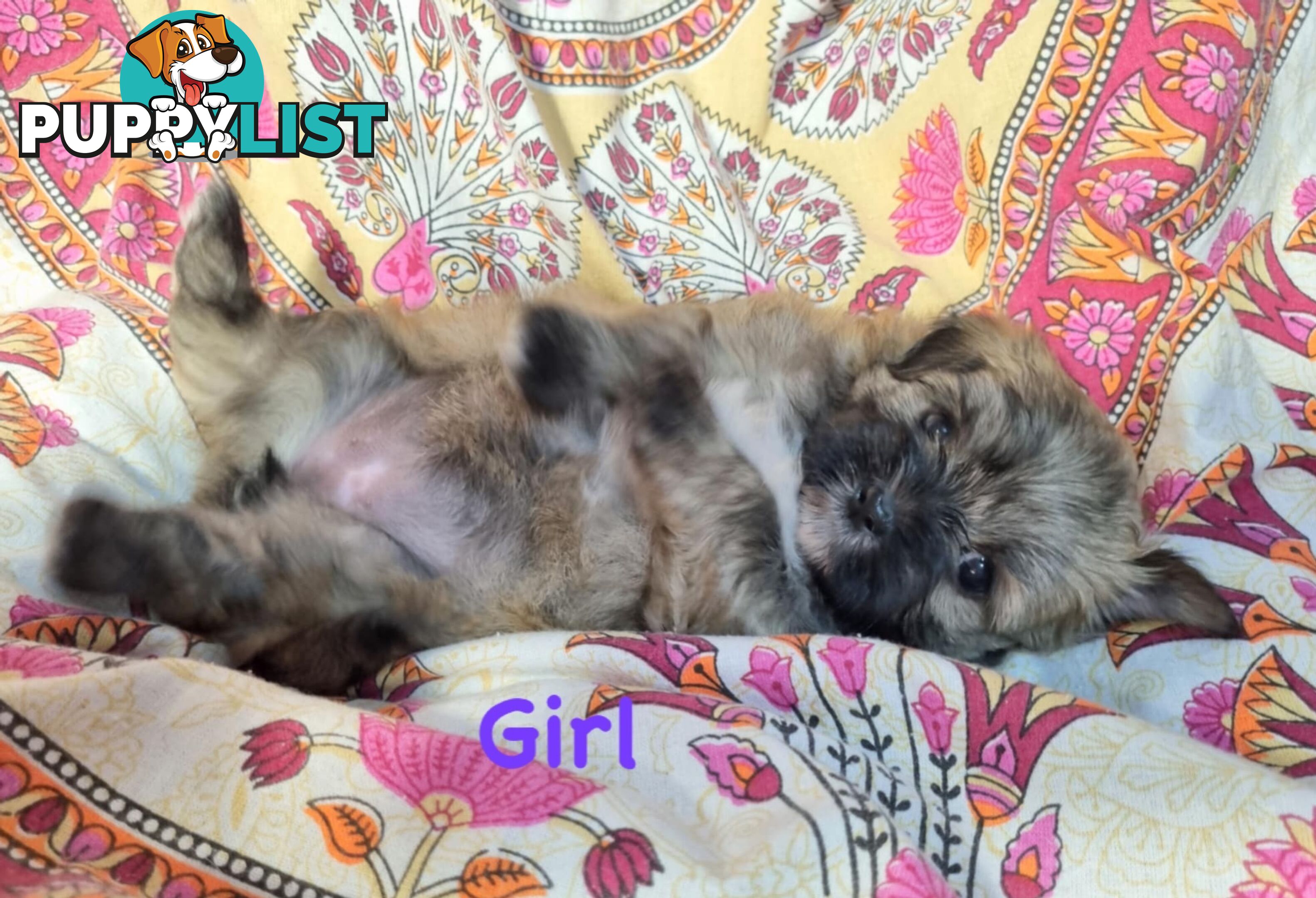 Maltese x Shih Tzu Puppies