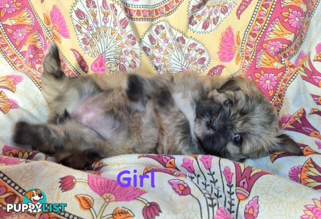 Maltese x Shih Tzu Puppies