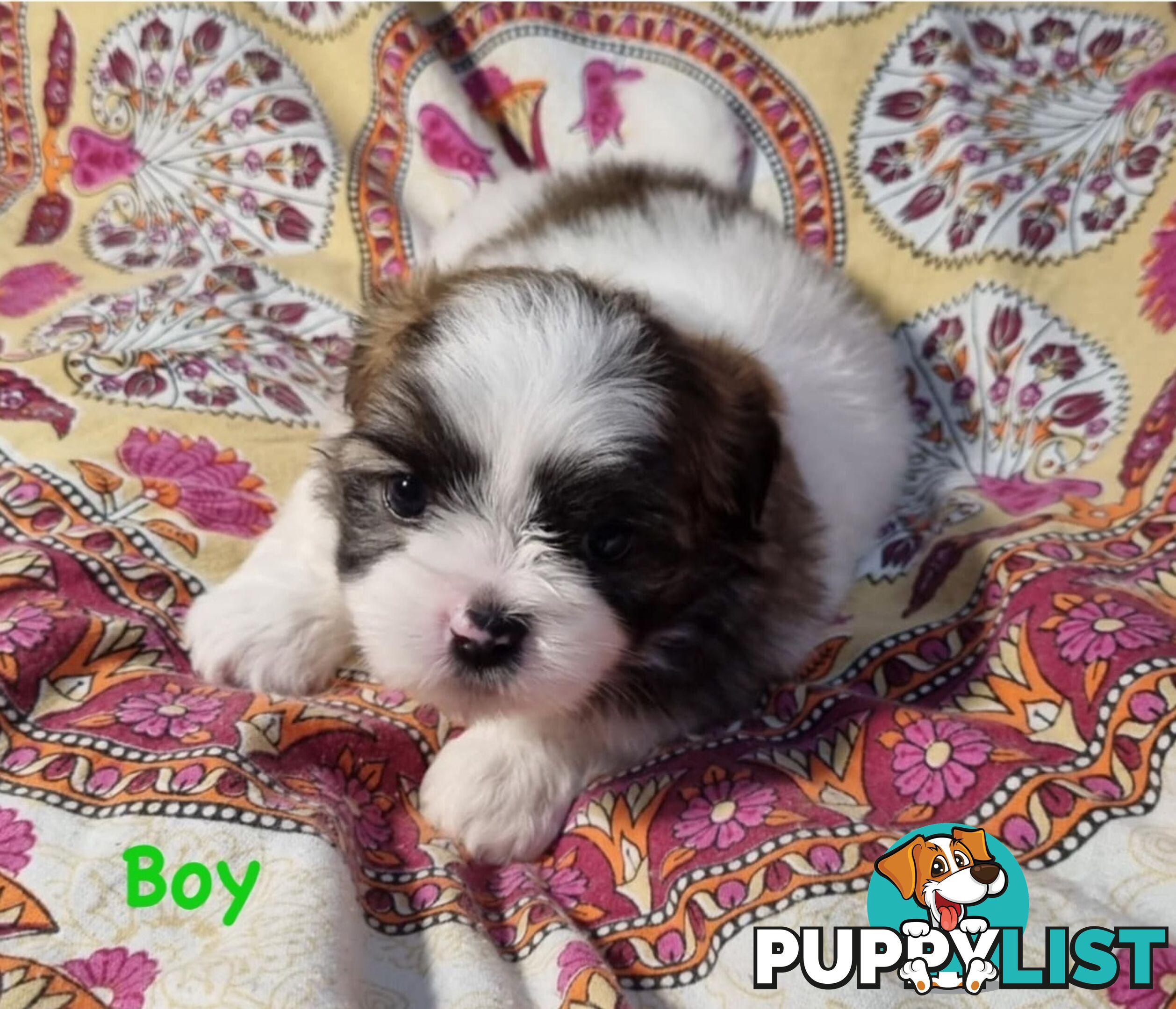 Maltese x Shih Tzu Puppies