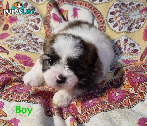 Maltese x Shih Tzu Puppies