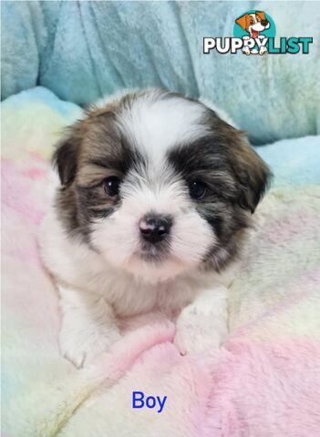 Maltese x Shih Tzu Puppies- ONE LEFT