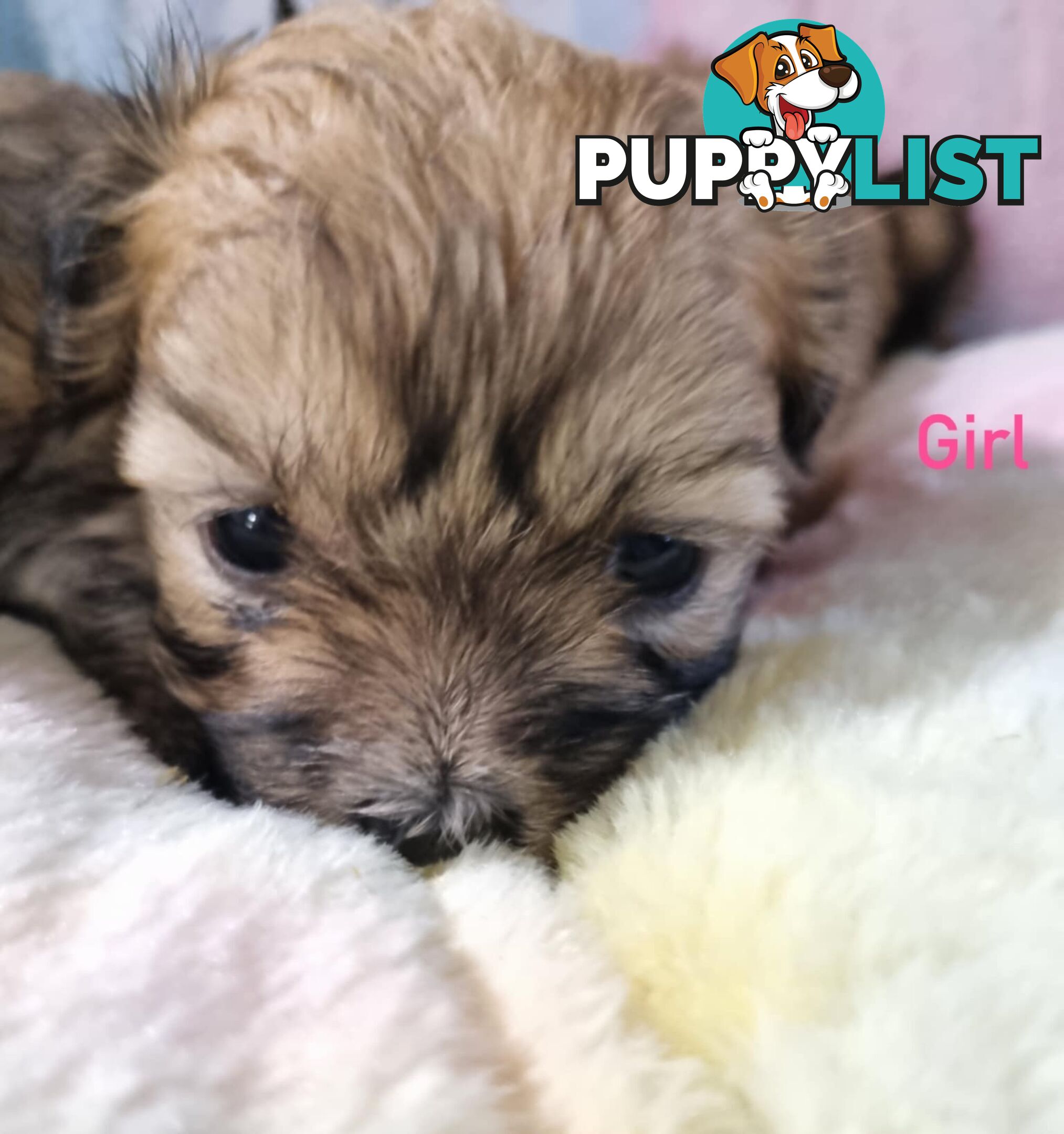 Maltese x Shih Tzu Puppies