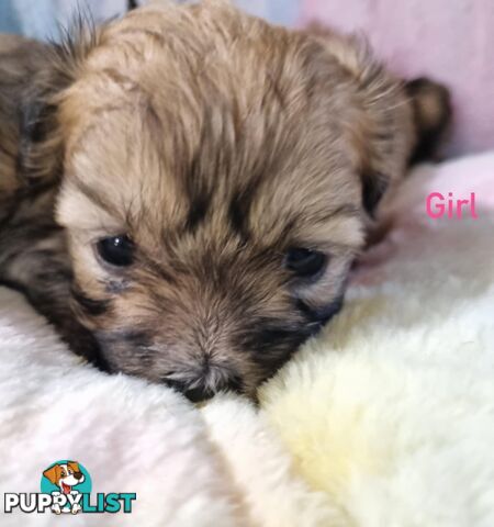 Maltese x Shih Tzu Puppies