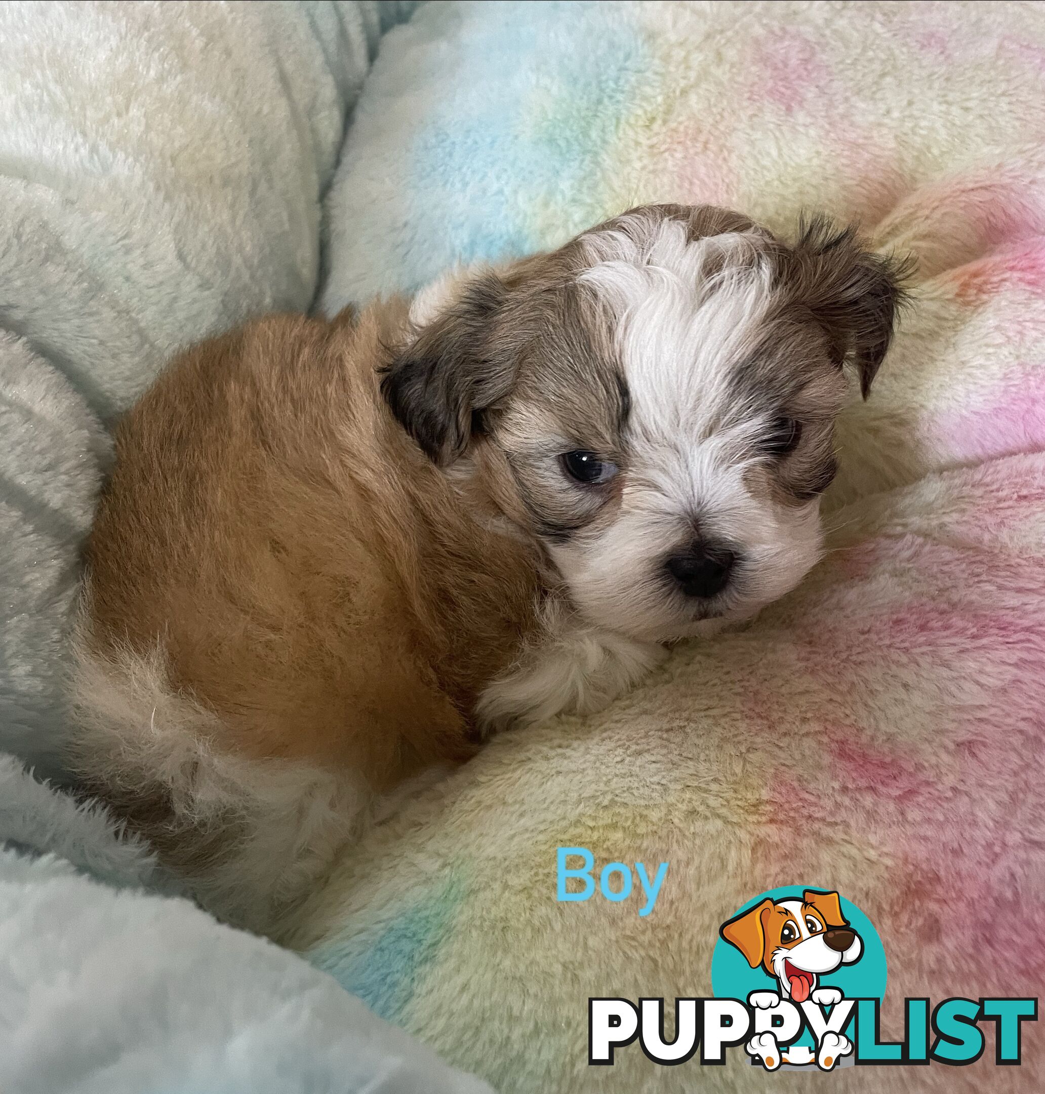 Maltese x Shih Tzu Puppies