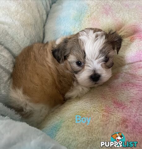 Maltese x Shih Tzu Puppies