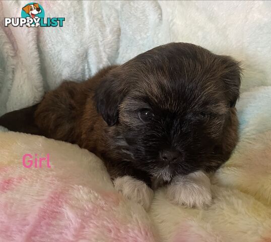 Maltese x Shih Tzu Puppies