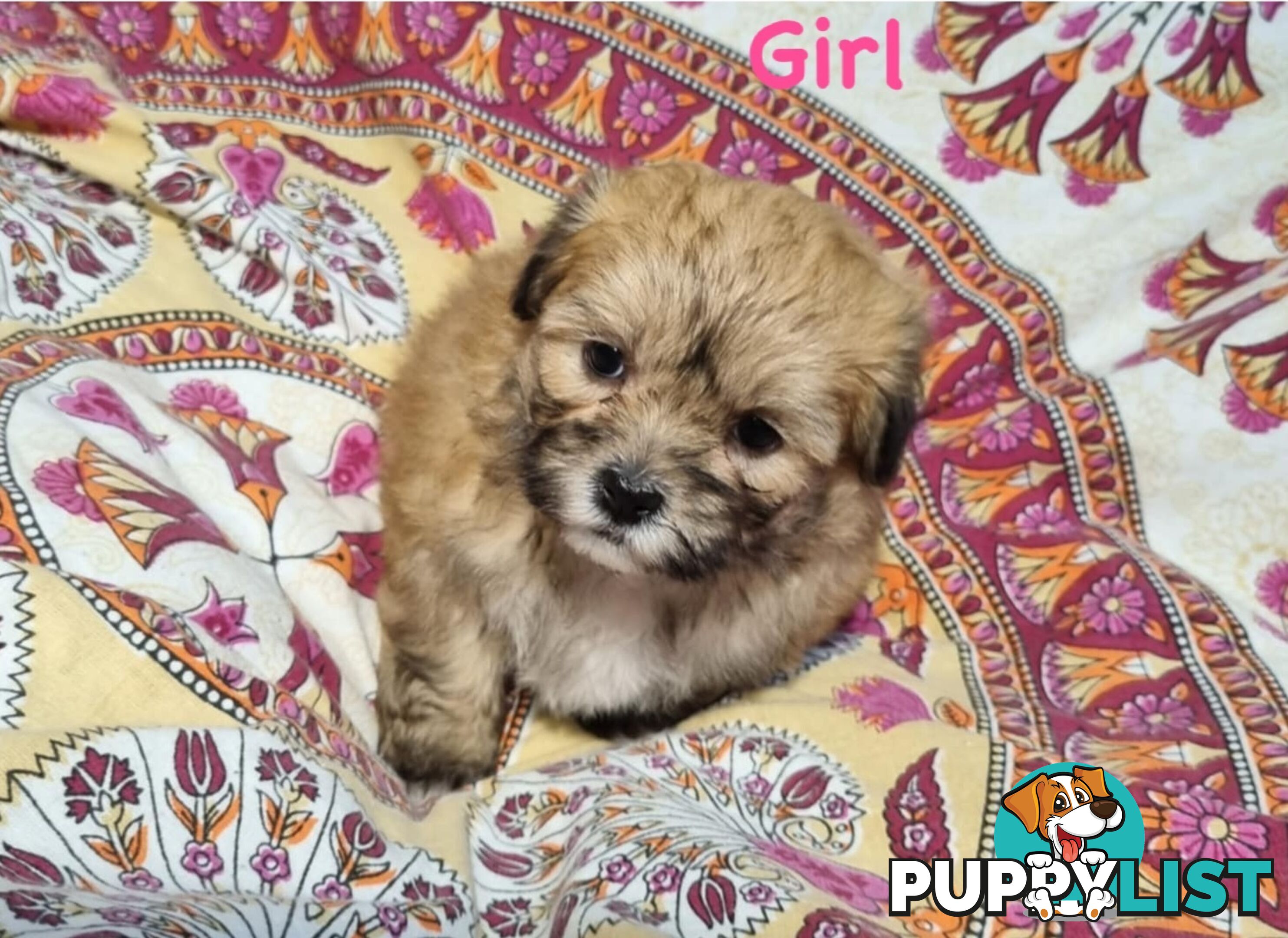 Maltese x Shih Tzu Puppies