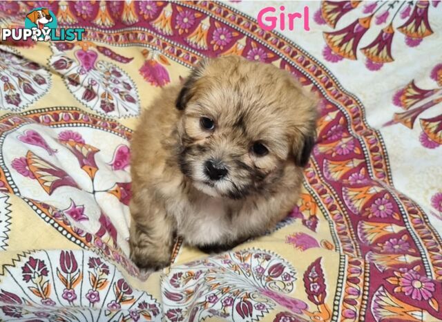 Maltese x Shih Tzu Puppies