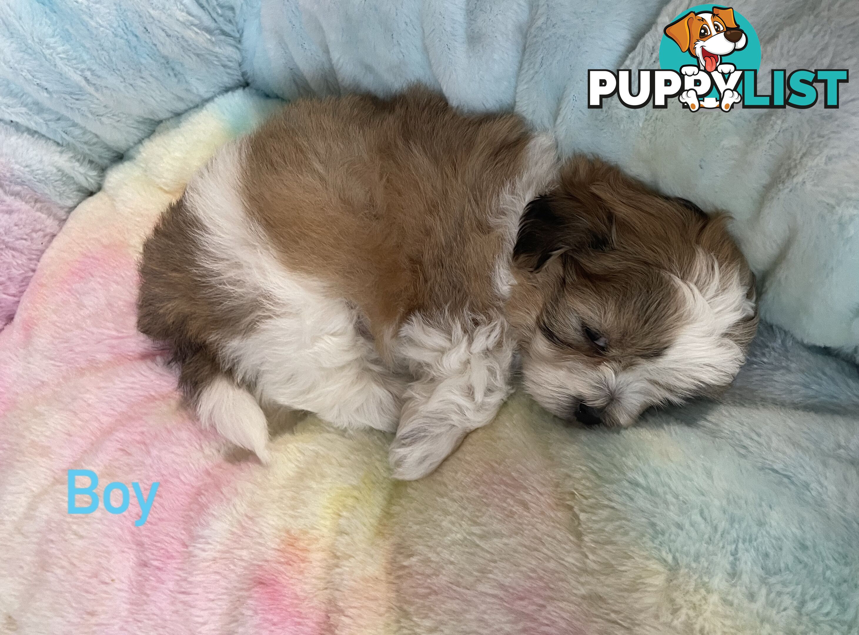 Maltese x Shih Tzu Puppies