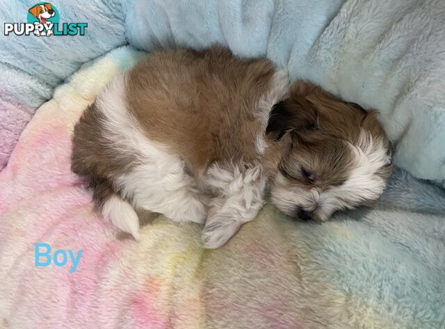 Maltese x Shih Tzu Puppies