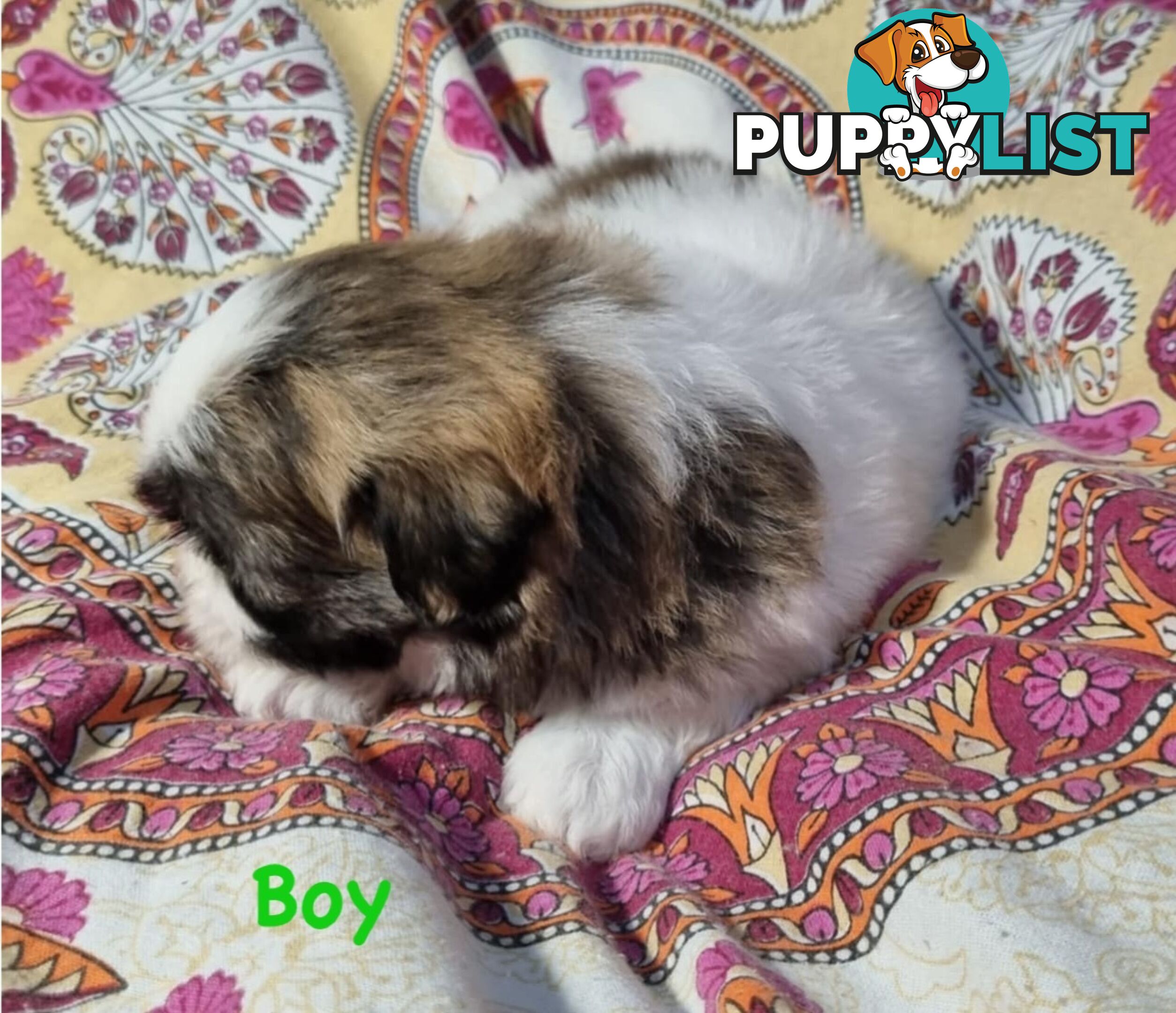 Maltese x Shih Tzu Puppies