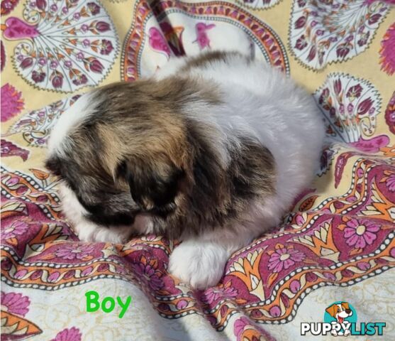 Maltese x Shih Tzu Puppies
