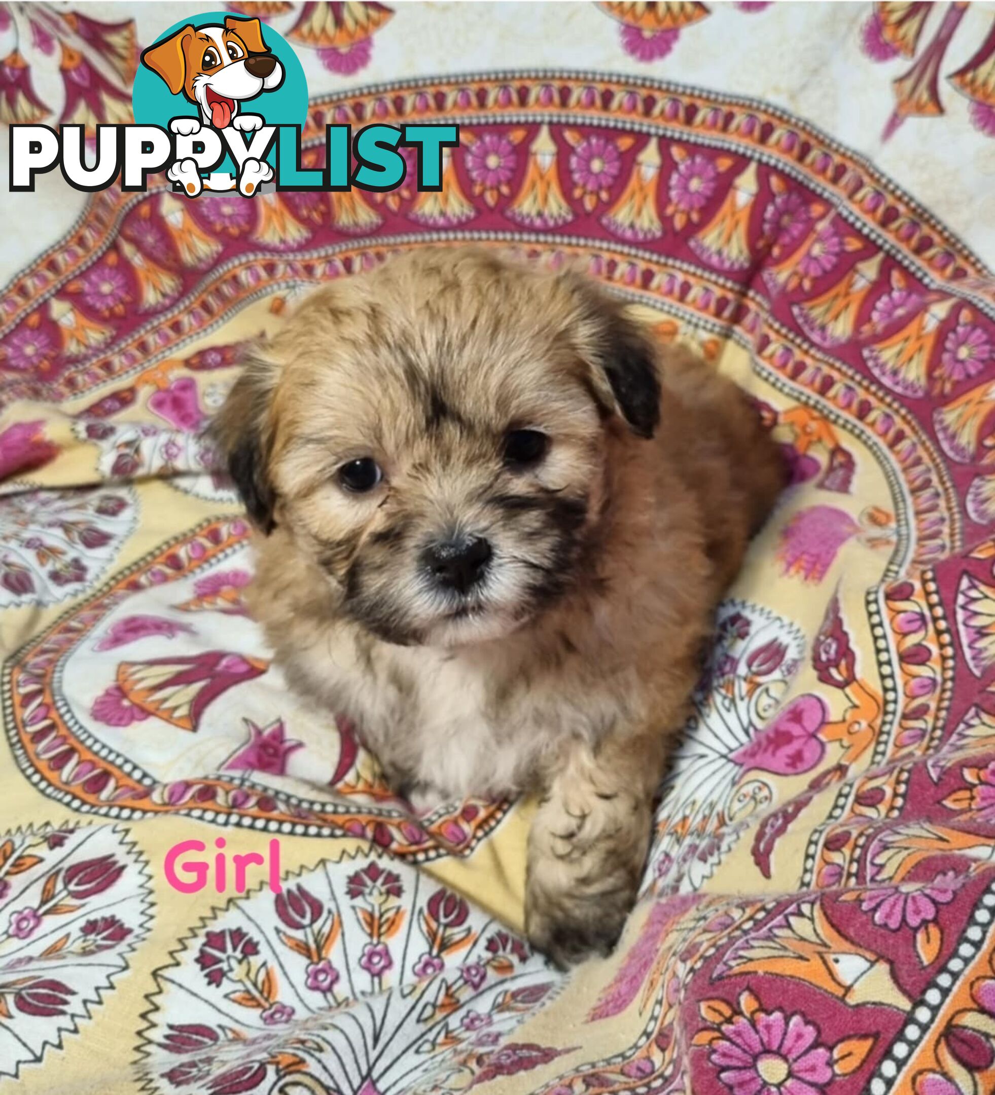 Maltese x Shih Tzu Puppies