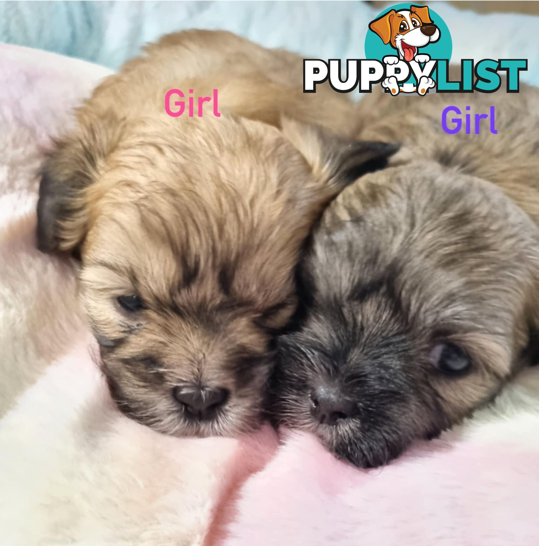 Maltese x Shih Tzu Puppies