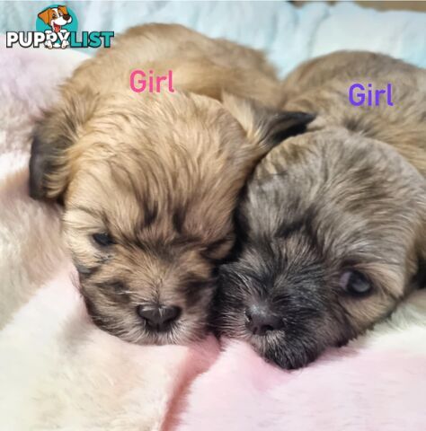 Maltese x Shih Tzu Puppies