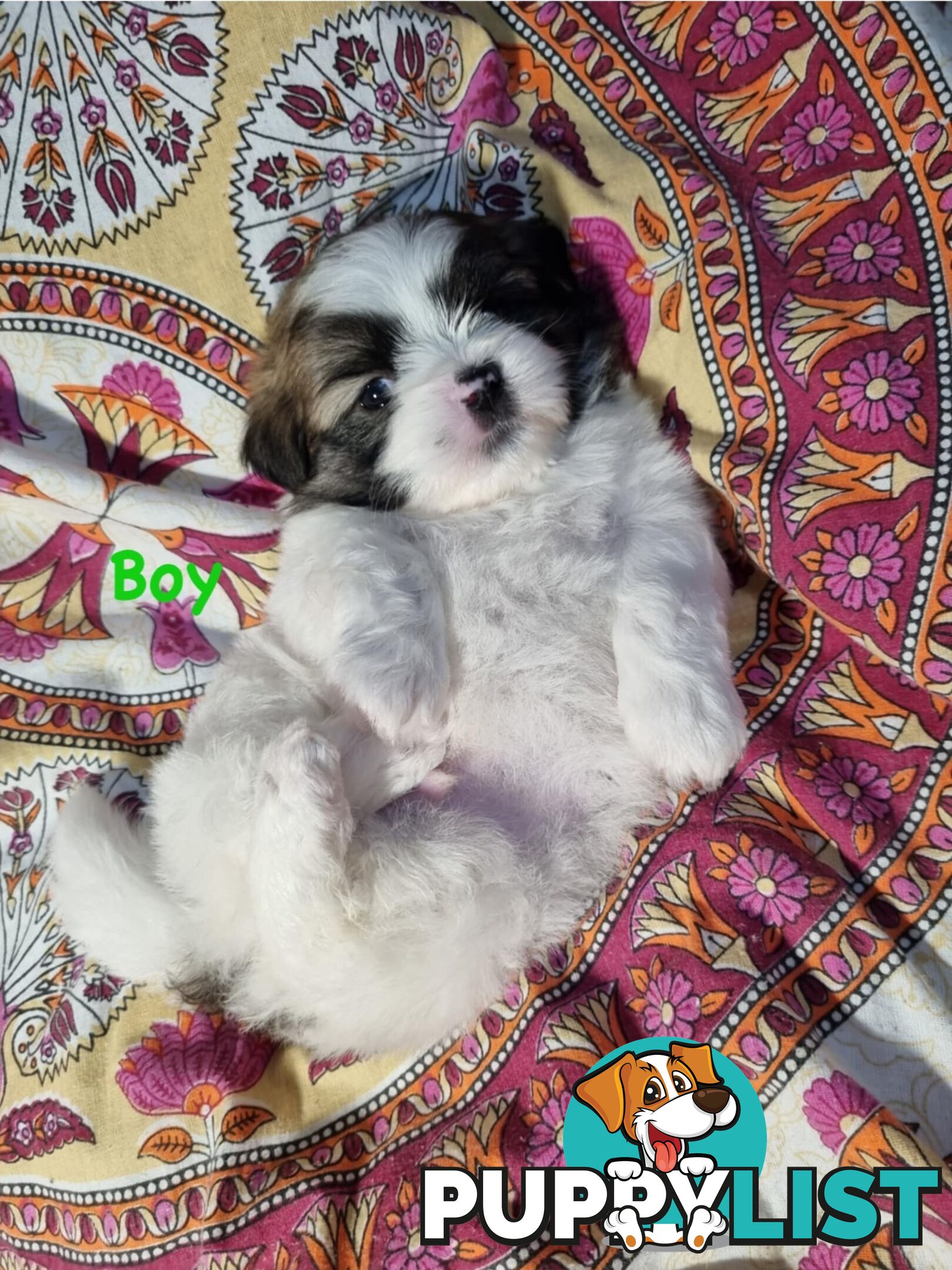 Maltese x Shih Tzu Puppies