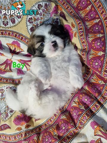 Maltese x Shih Tzu Puppies