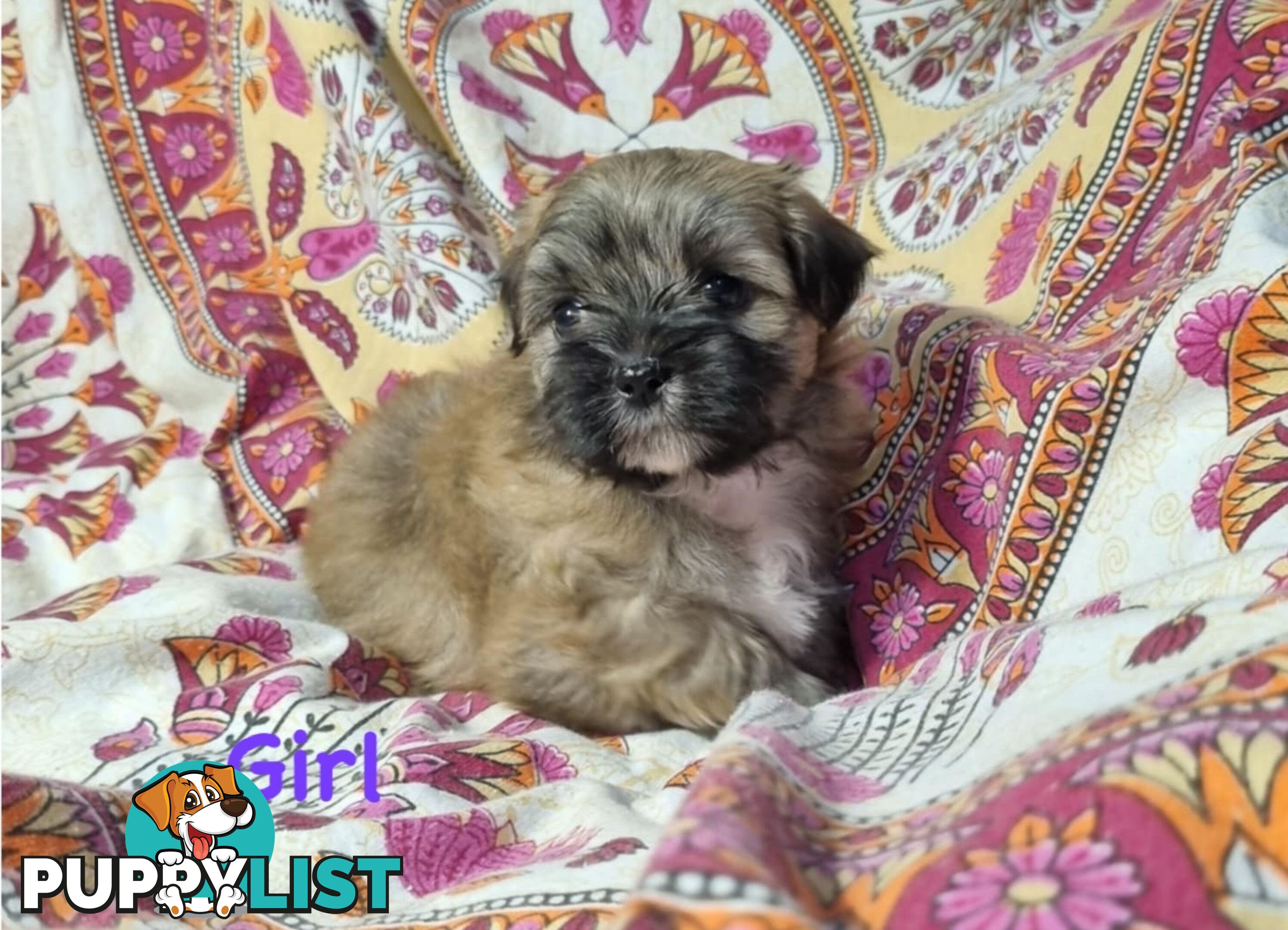 Maltese x Shih Tzu Puppies
