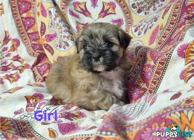 Maltese x Shih Tzu Puppies