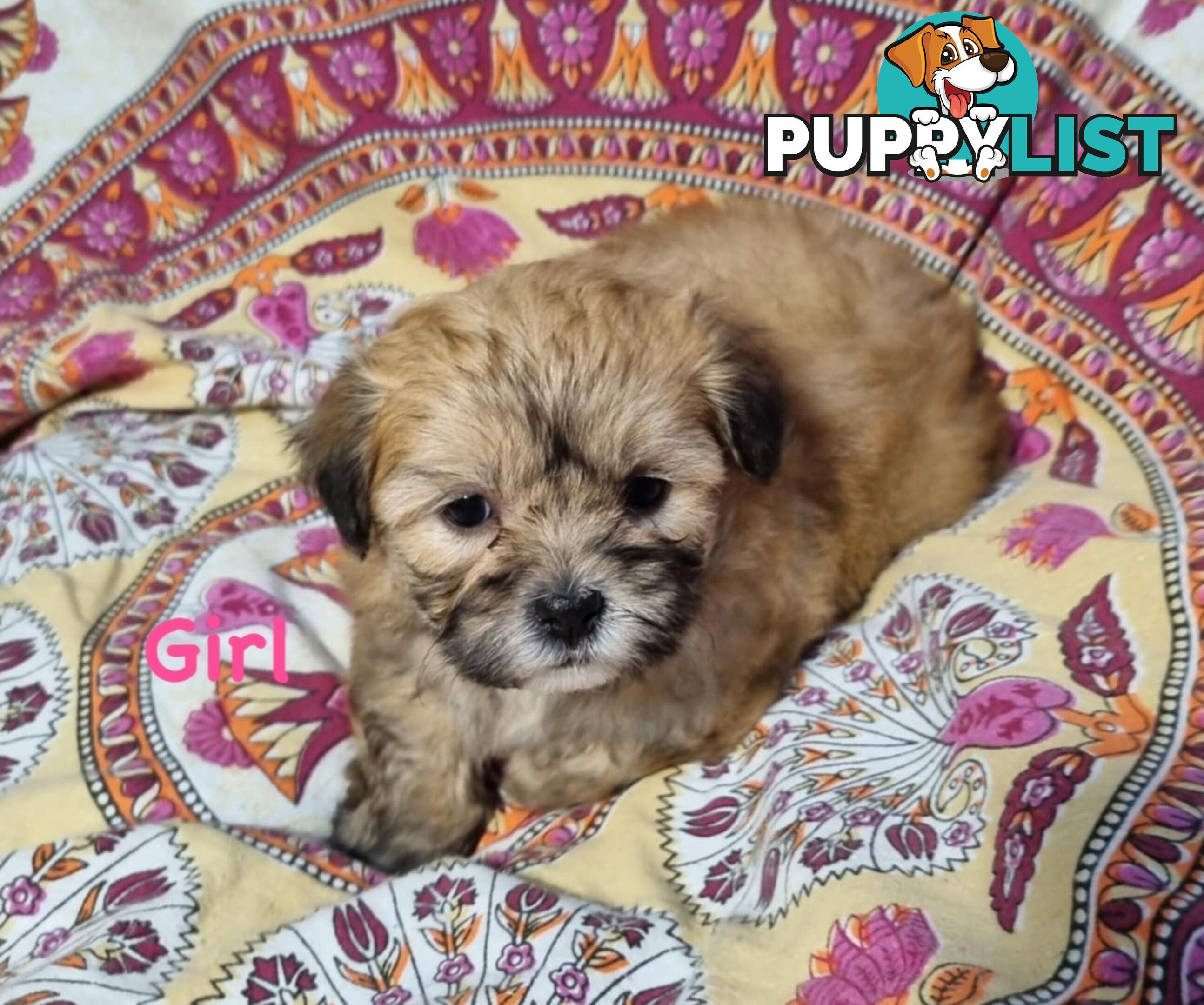 Maltese x Shih Tzu Puppies