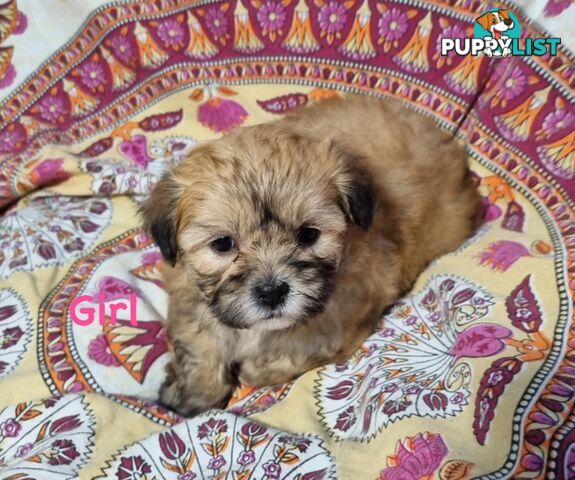Maltese x Shih Tzu Puppies