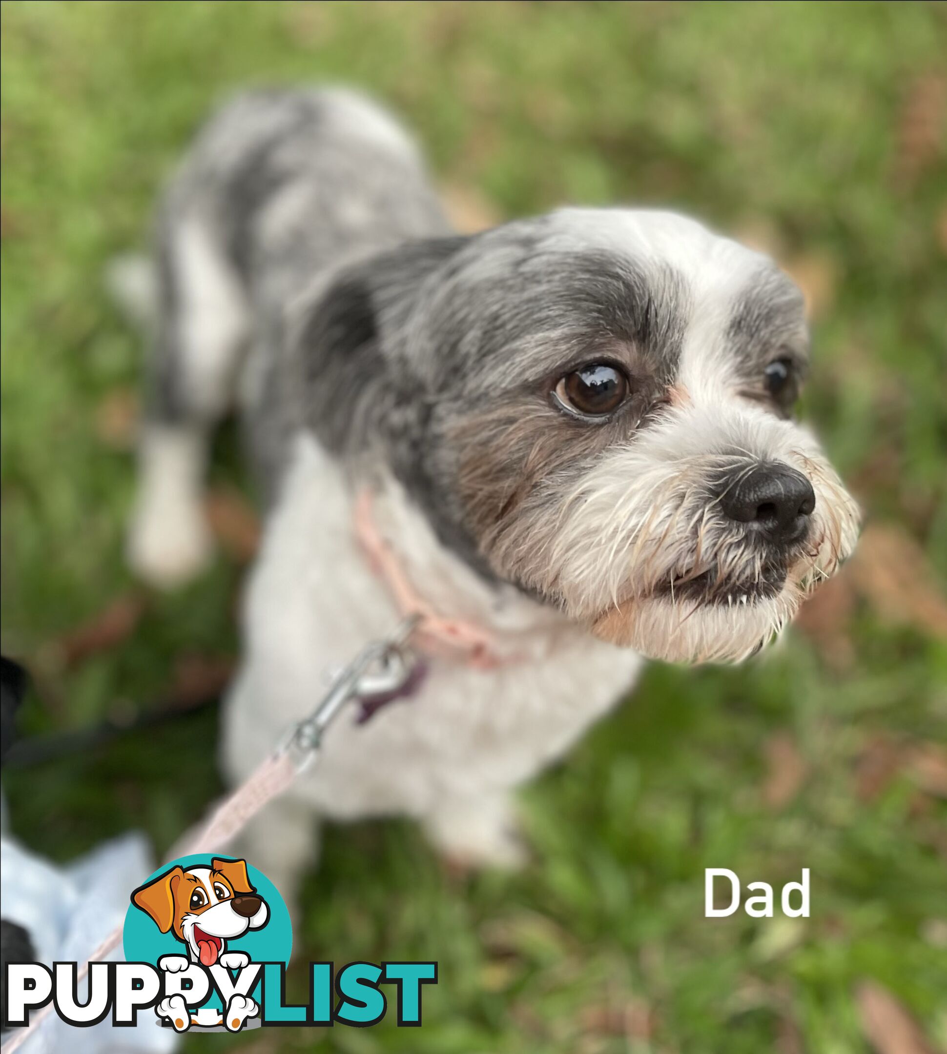 Maltese x Shih Tzu Puppies