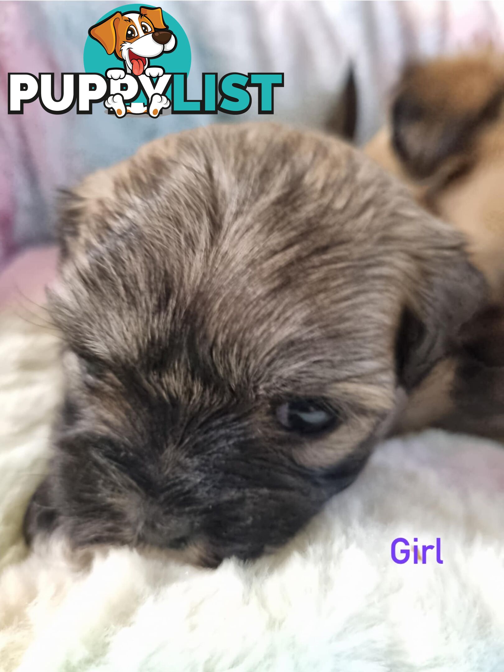 Maltese x Shih Tzu Puppies