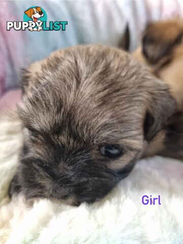 Maltese x Shih Tzu Puppies