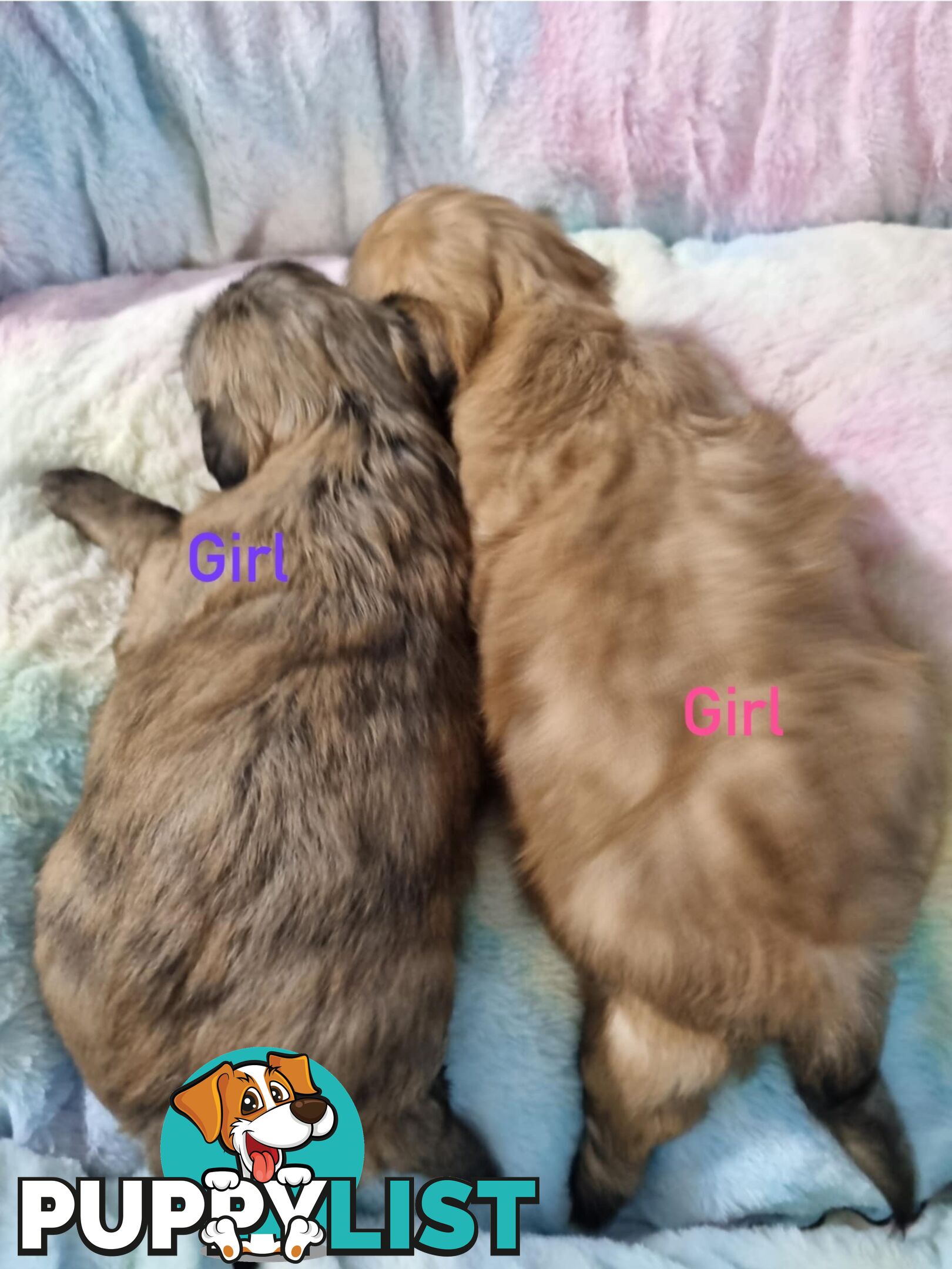 Maltese x Shih Tzu Puppies