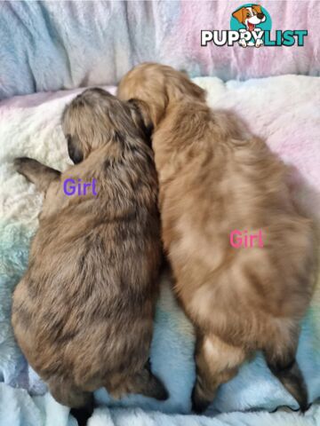 Maltese x Shih Tzu Puppies