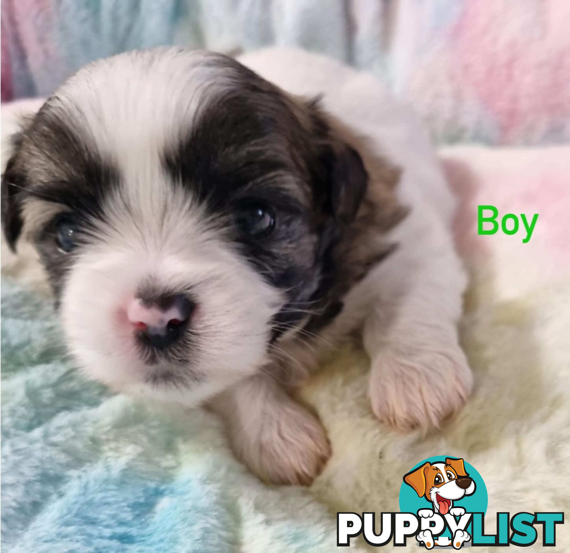 Maltese x Shih Tzu Puppies