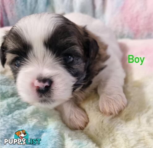 Maltese x Shih Tzu Puppies