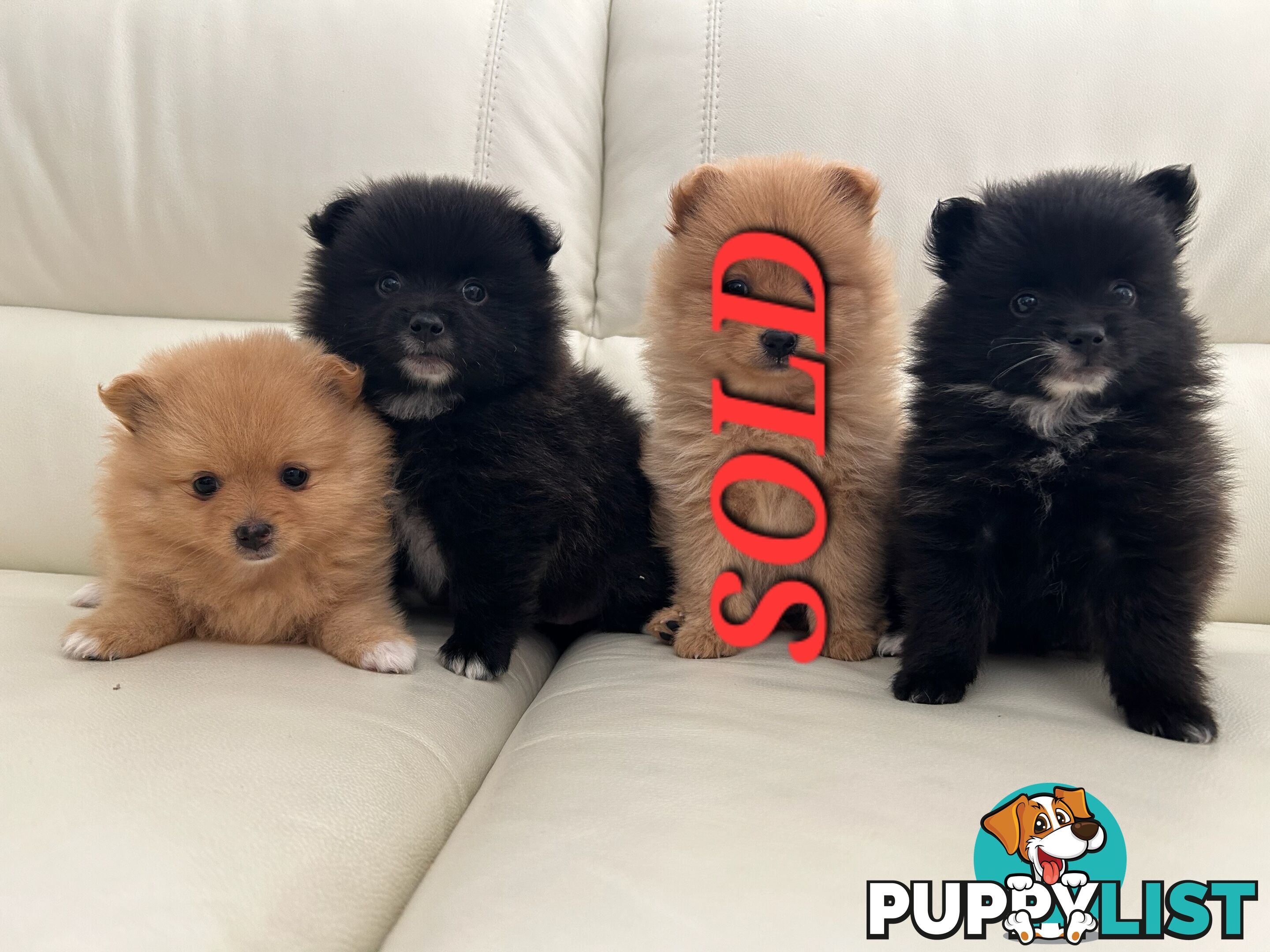 Stunning, fluffy, purebred Pomeranian puppies for sale (1 girl and 2 boys)
