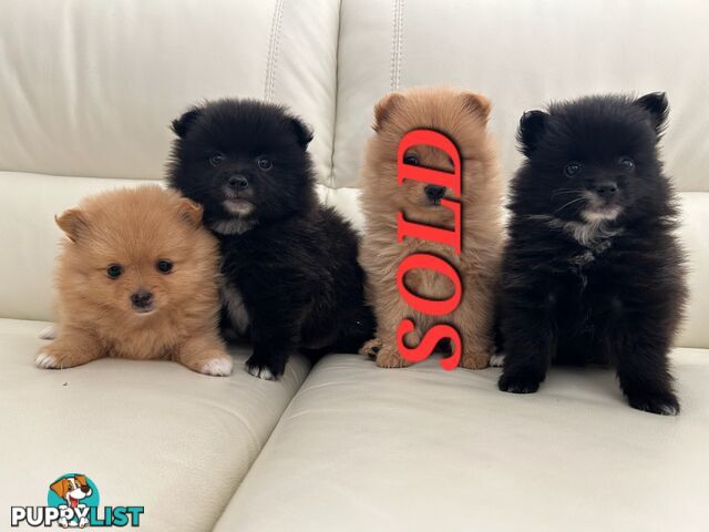 Stunning, fluffy, purebred Pomeranian puppies for sale (1 girl and 2 boys)