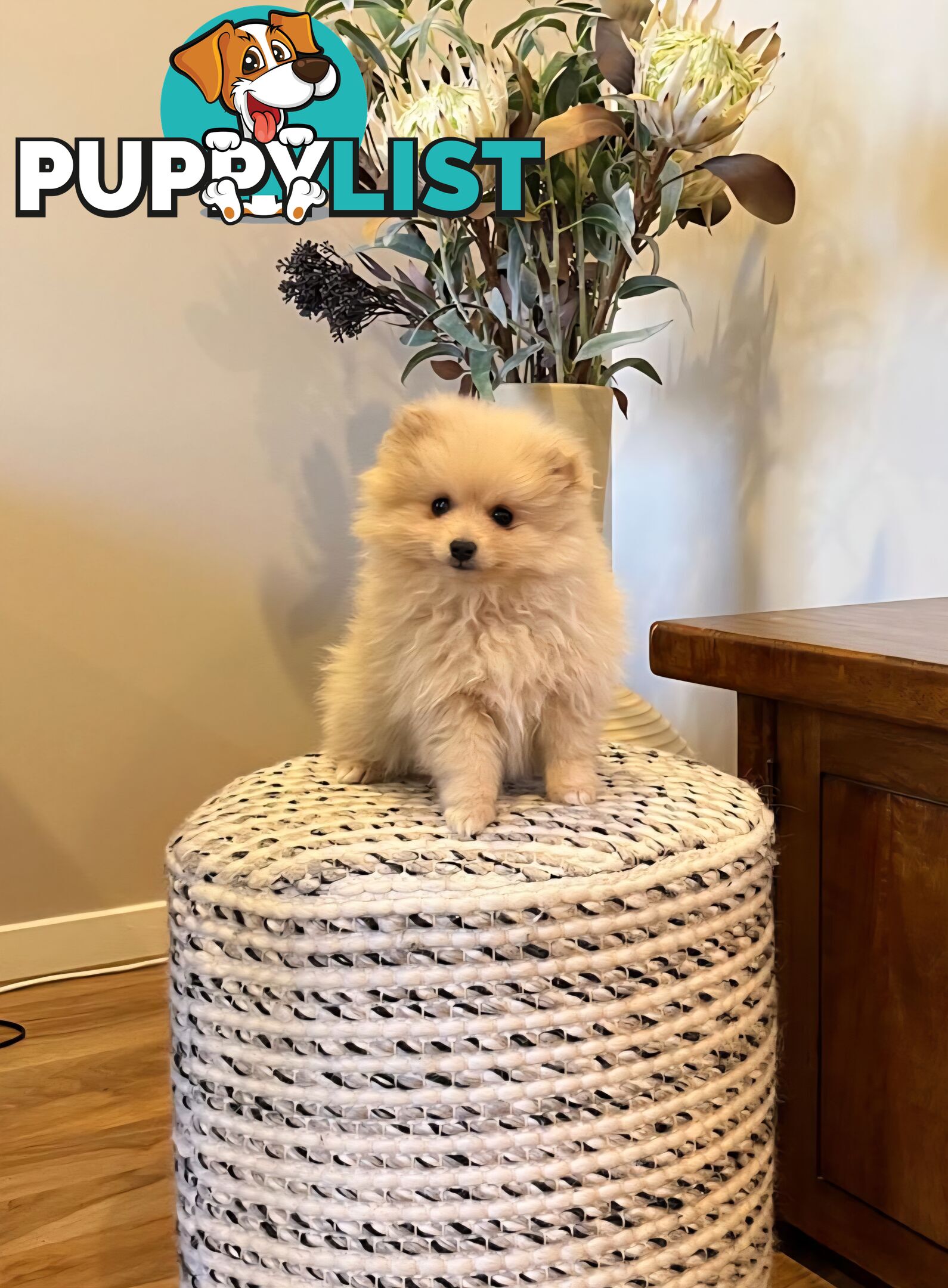 💙Super fluffy Pomerian 1 boy pup looking for his forever home
